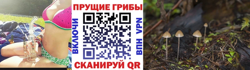 Галлюциногенные грибы прущие грибы  Усолье 